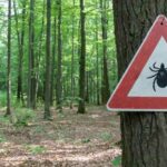 Tick Insect Warning Sign Forest Gulf Coast Tick Illinois Tennessee