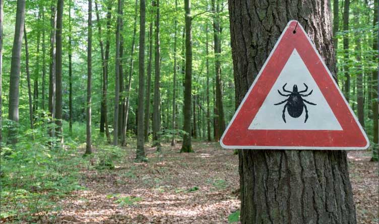 Tick Insect Warning Sign Forest Gulf Coast Tick Illinois Tennessee