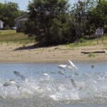 Asian carp jolted electric current from a research boat jump Illinois River Havana, Ill.