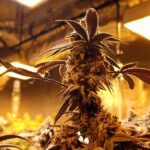 Medical Cannabis Growing Operation in Oakland, California
