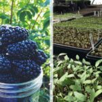 Berry Season Begins and U-Pick Visits Return as Covid-19 Restrictions Lift