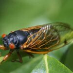 Cicadas Are Singing In Tennessee