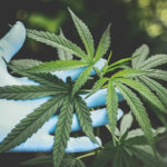 "Free Marijuana For All Tennesseans Act" Dead For This Legislative Session