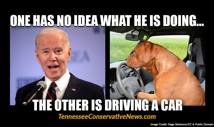 One Has No Idea What He Is Doing... The Other Is Driving A Car - Joe Biden - Dog Driving Meme