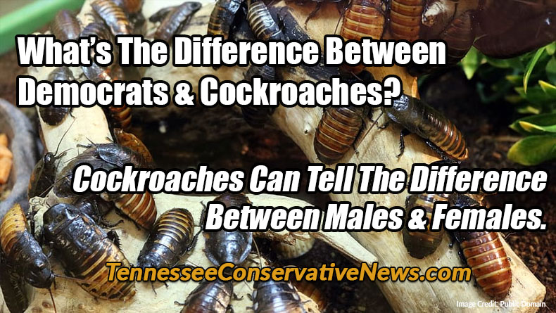 What’s The Difference Between Democrats & Cockroaches? Cockroaches Can Tell The Difference Between Males & Females. - Meme