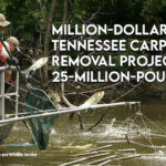 Million-Dollar Tennessee Carp Removal Project Hits 25-Million-Pound Mark