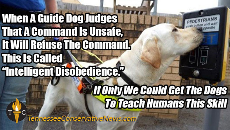 If Only Dogs Could Teach Humans... Intelligent Disobedience - Meme