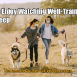I Always Enjoy Watching Well-Trained Dogs Herd Sheep - Mask Wearing Meme