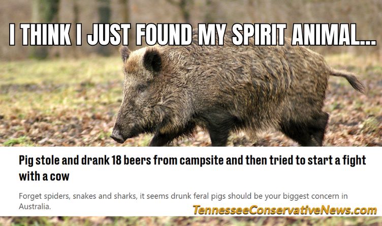 I Think I Just Found My Spirit Animal... Pig Stole And Drank 18 Beers From Campsite And Started Fight With Cow - Meme