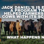 Jack Daniel’s Is Ending A Program That Helped Farmers Feed Cows With Its Scraps. What Happens Now?
